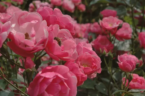 Rosen im Garten – Blütenessenzen der Bach-Blüten-Therapie